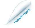 новый сорт