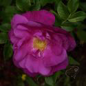 Violeta